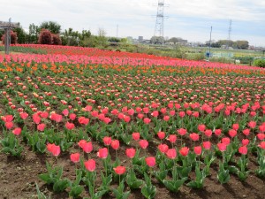IMG_0036