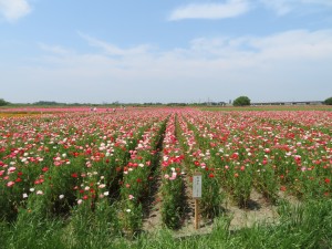 IMG_0116